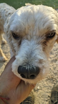 A close-up of a dog's face with a hand gently supporting its chin, showcasing its expressive eyes and soft fur. The background appears to be an outdoor setting with sand and some greenery.