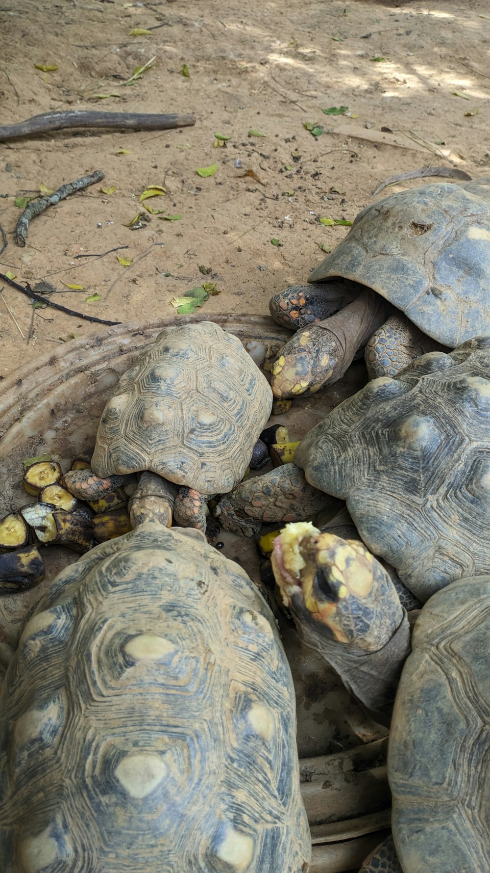 a group of tortoises sitting on top of each other