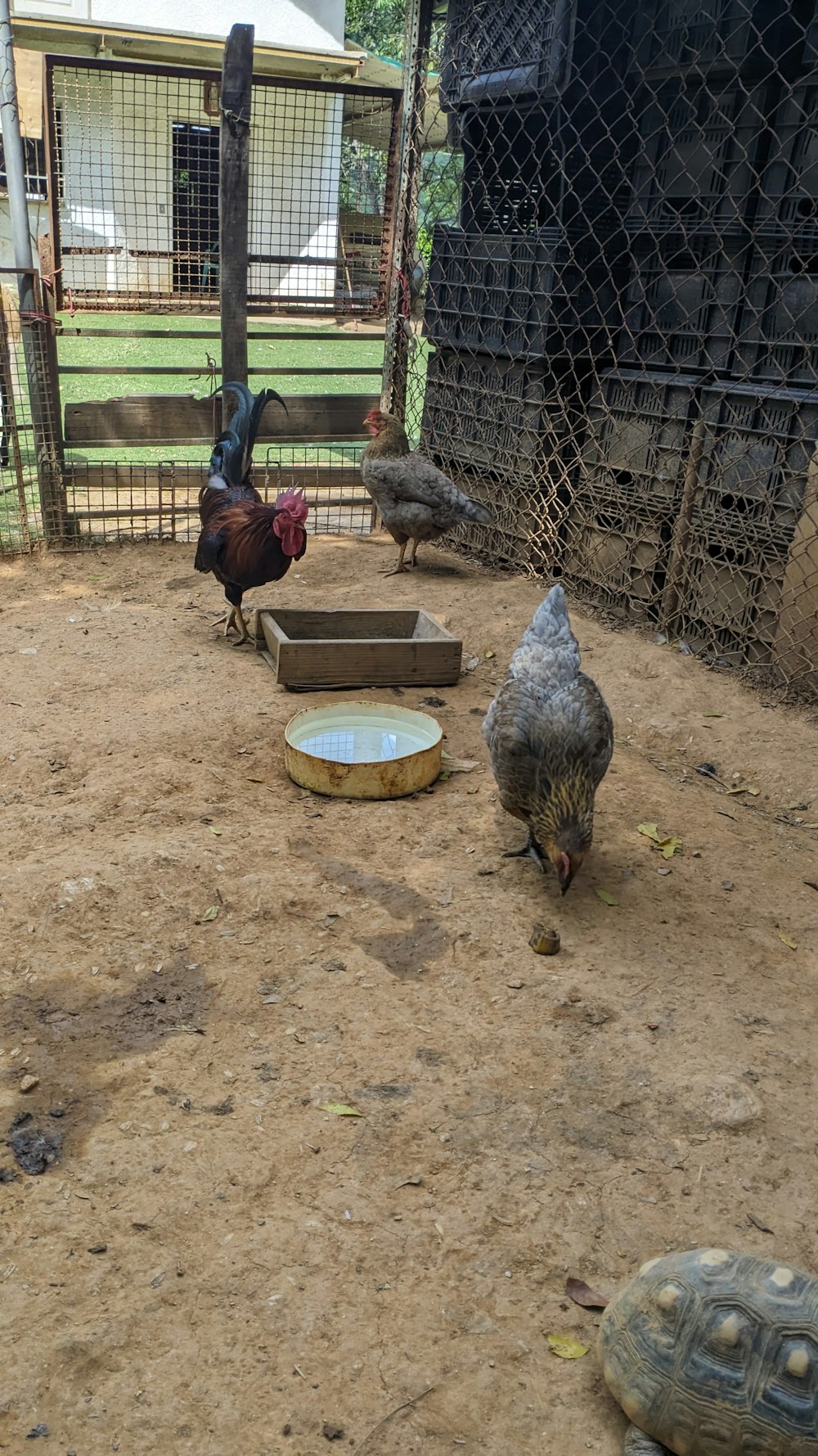 a group of chickens and tortoises in a pen