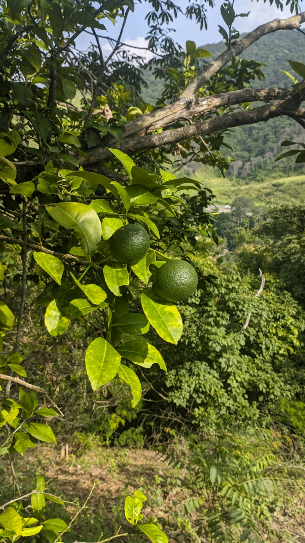 a view of a lush green forest with mountains in the background