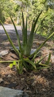 A large aloe vera plant with thick, spiky leaves is surrounded by a trail and lush green foliage, set amidst a natural outdoor environment.
