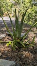 A large aloe vera plant with thick, spiky leaves is surrounded by a trail and lush green foliage, set amidst a natural outdoor environment.