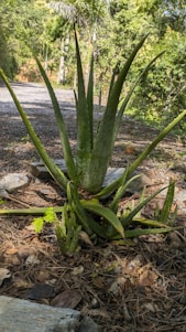 A serene image of aloe vera plants in a natural setting.