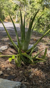 A large aloe vera plant with thick, spiky leaves is surrounded by a trail and lush green foliage, set amidst a natural outdoor environment.