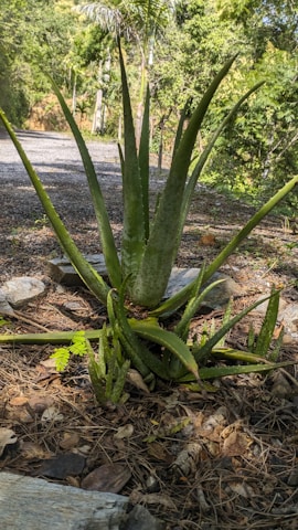 A large aloe vera plant with thick, spiky leaves is surrounded by a trail and lush green foliage, set amidst a natural outdoor environment.