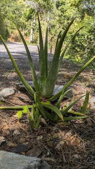 A serene image of aloe vera plants in a natural setting.