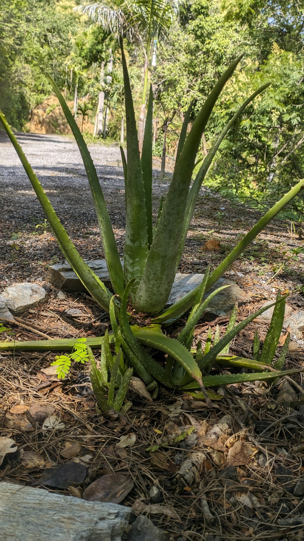 a large green plant sitting on top of a dirt ground