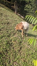 A brown and white goat is grazing on a hillside covered with small green plants. The area is surrounded by trees, and a few large leaves are visible in the foreground.