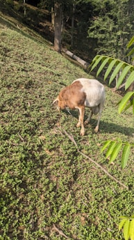 A brown and white goat is grazing on a hillside covered with small green plants. The area is surrounded by trees, and a few large leaves are visible in the foreground.