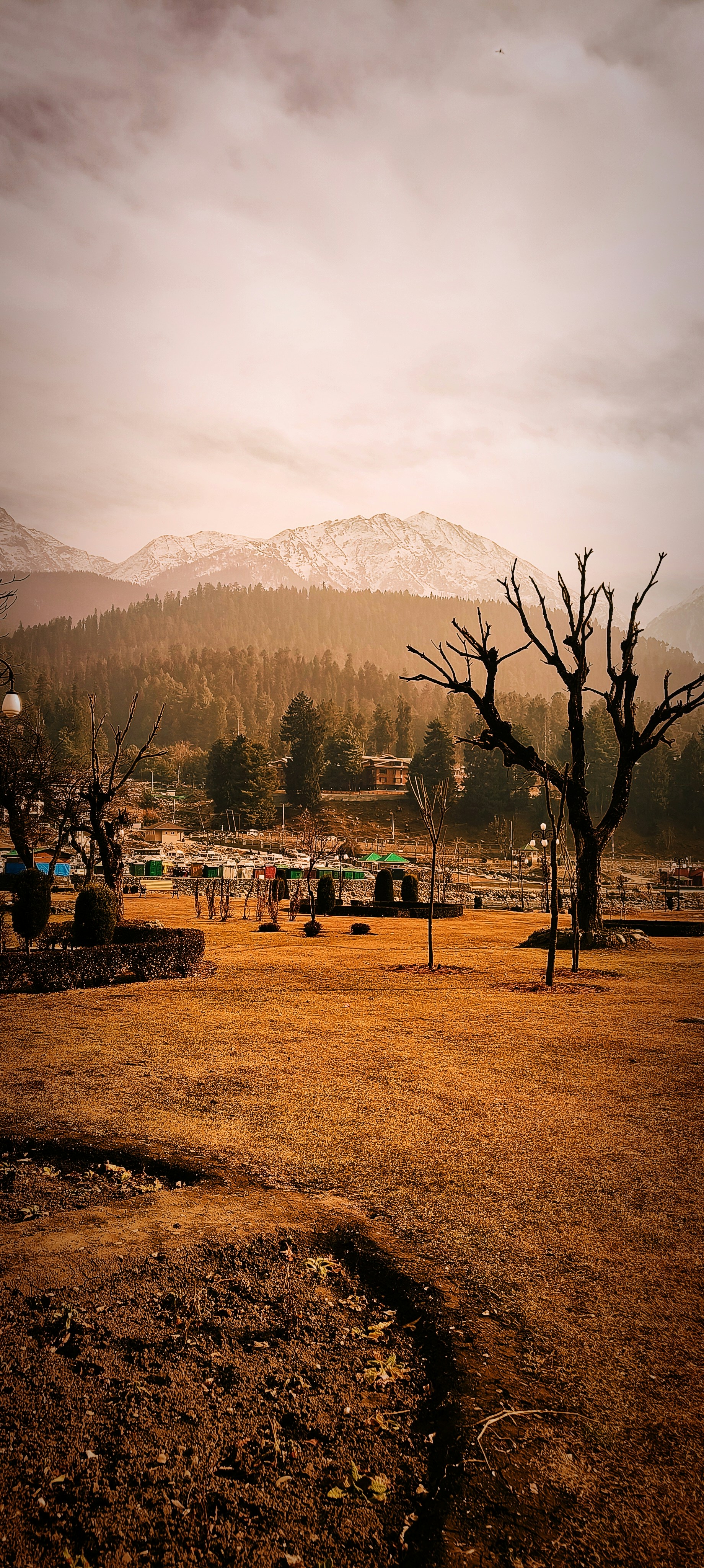 Un albero sterile in un campo con le montagne sullo sfondo