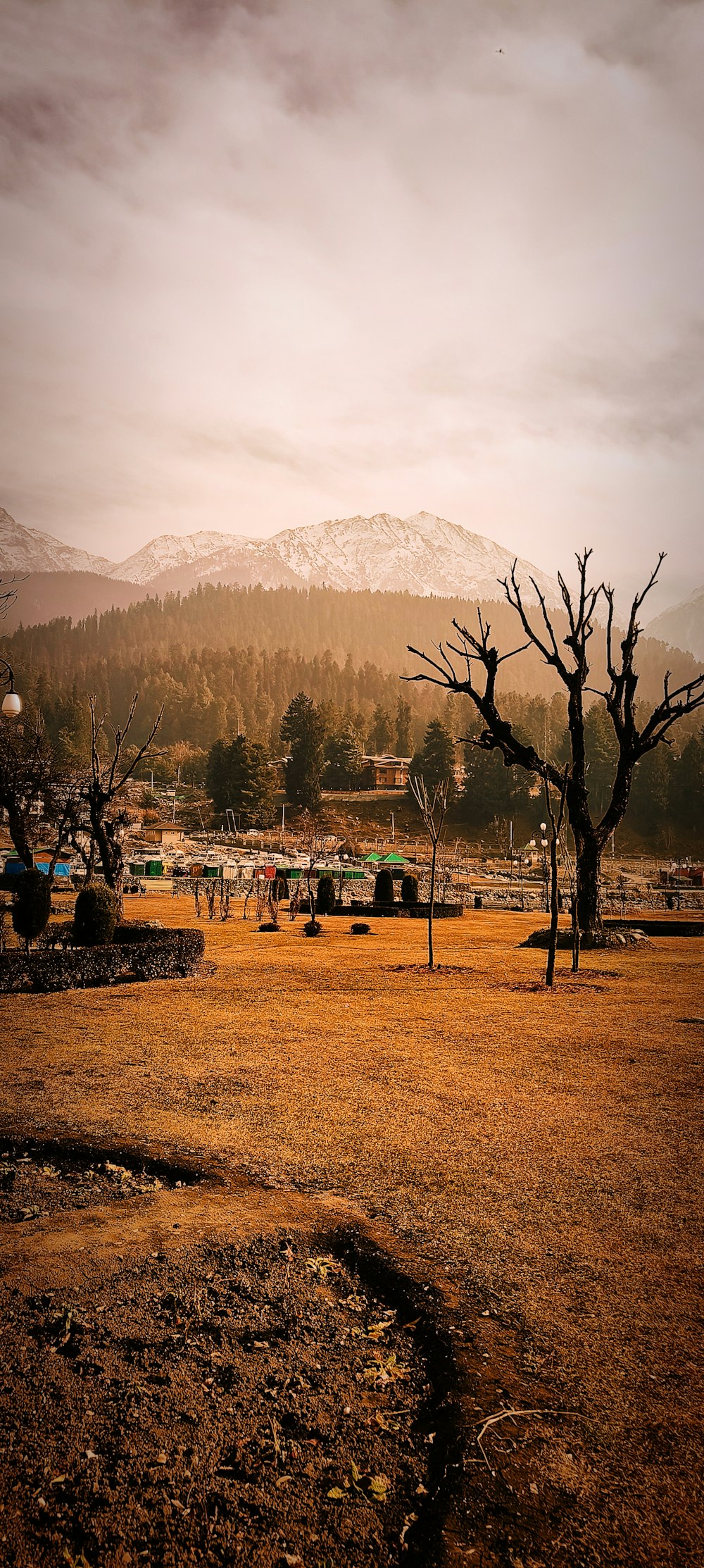 a barren tree in a field with mountains in the background