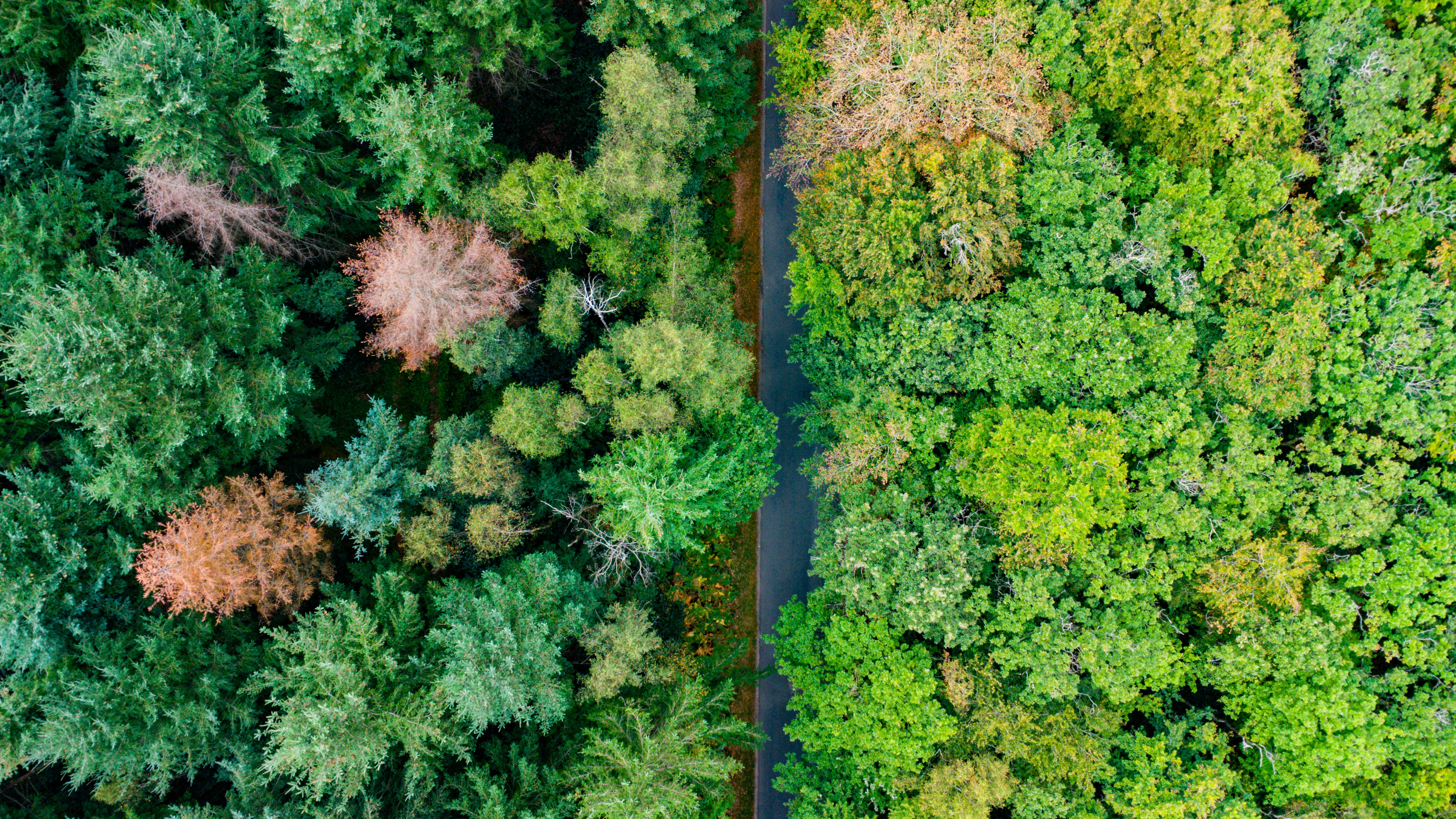 Urban Plant Growth Could Benefit from Climate Change with Cautious Development