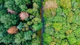 An aerial view captures a dense forest with a mix of green and brown foliage on either side of a narrow, straight road. The vibrant greenery suggests a thriving forest environment, hinting at a seasonal change in some of the trees.
