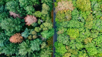An aerial view captures a dense forest with a mix of green and brown foliage on either side of a narrow, straight road. The vibrant greenery suggests a thriving forest environment, hinting at a seasonal change in some of the trees.