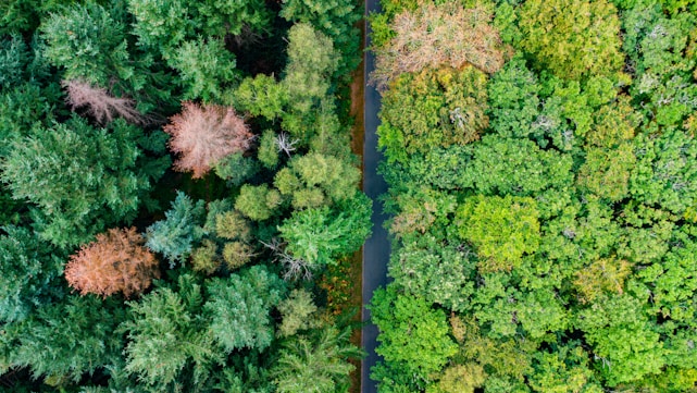 An aerial view captures a dense forest with a mix of green and brown foliage on either side of a narrow, straight road. The vibrant greenery suggests a thriving forest environment, hinting at a seasonal change in some of the trees.