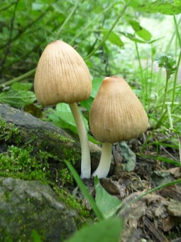 Two mushrooms with tall, slender white stems and conical, beige caps are growing on a mossy forest floor. The background is filled with lush green leaves and plants.