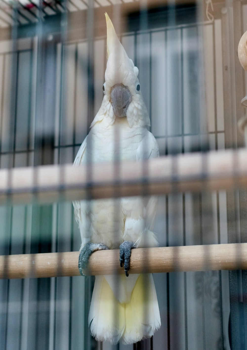 a bird sitting on a perch inside of a cage