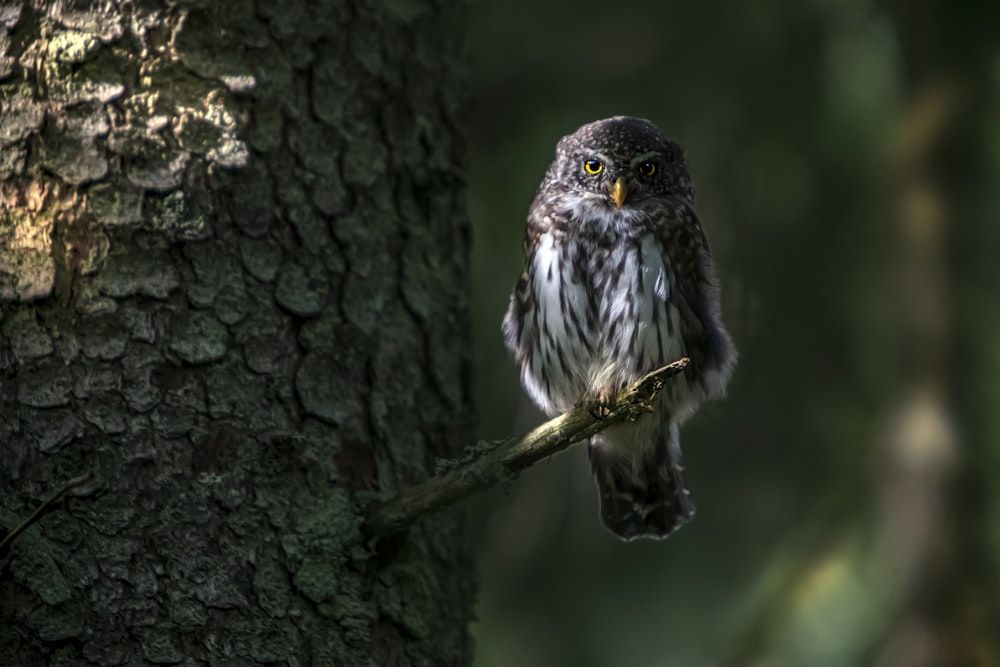 a small owl perched on a tree branch