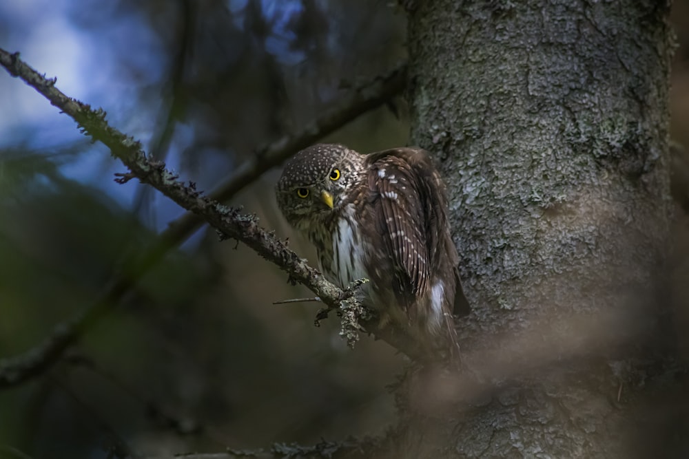 an owl is perched on a tree branch