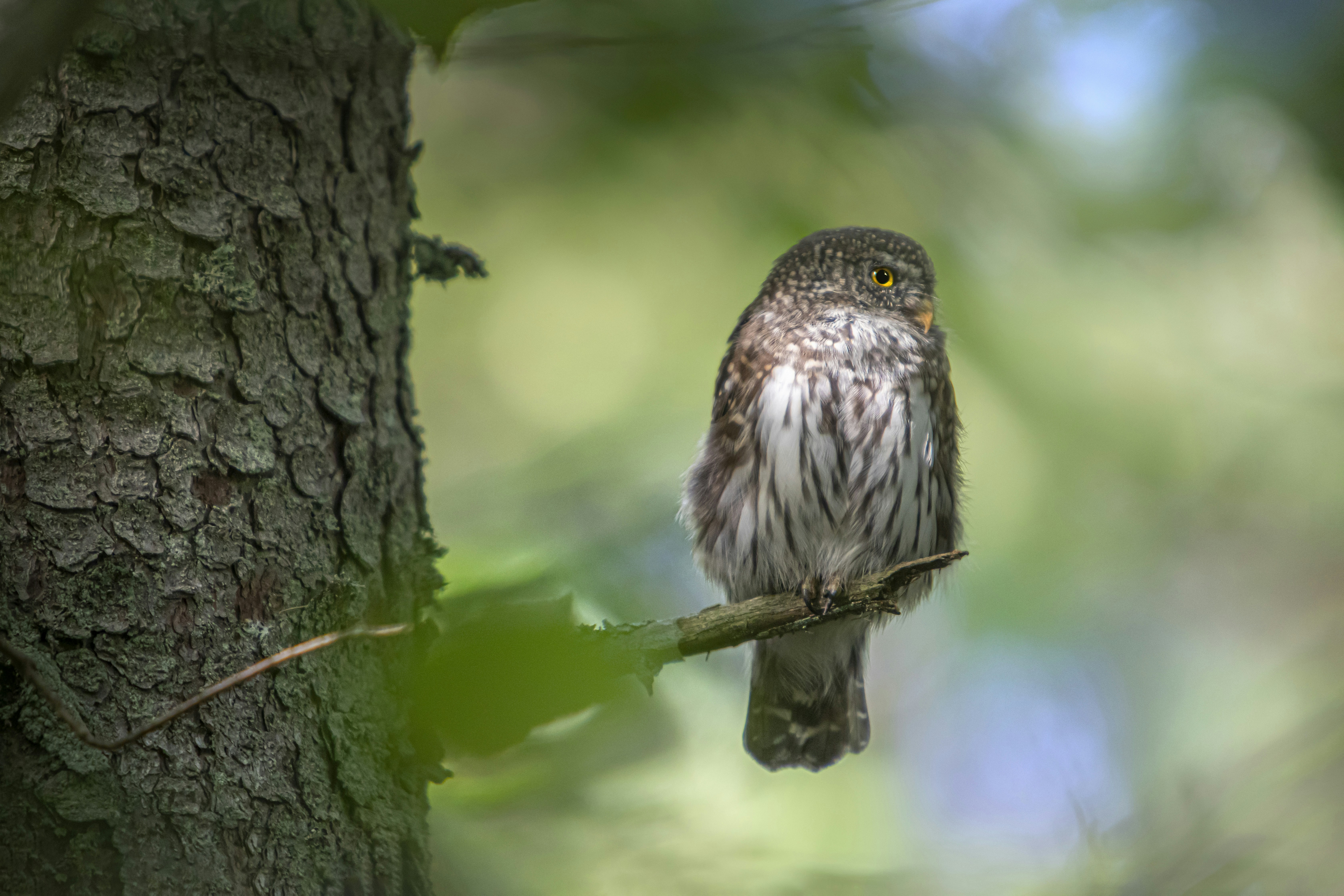 Photo by erik_karits