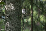 The wise owl perched on a tree branch, looking down thoughtfully.
