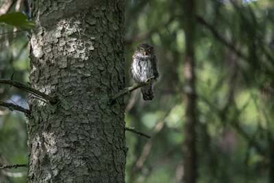 The wise owl perched on a tree branch, looking down thoughtfully.