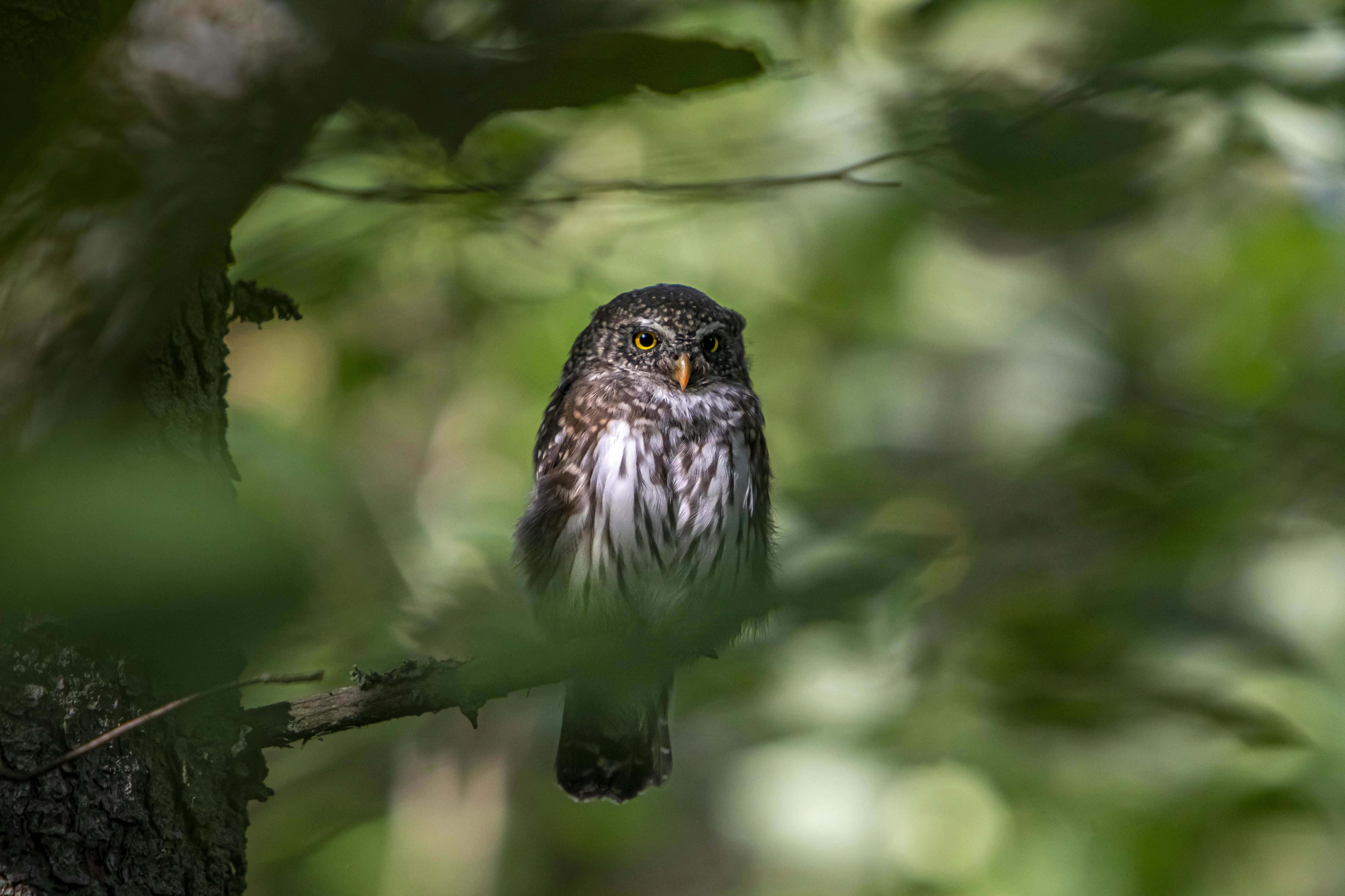 Photo by erik_karits