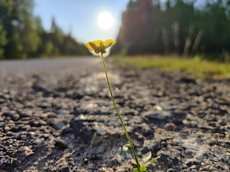 a single flower is growing in the middle of the road