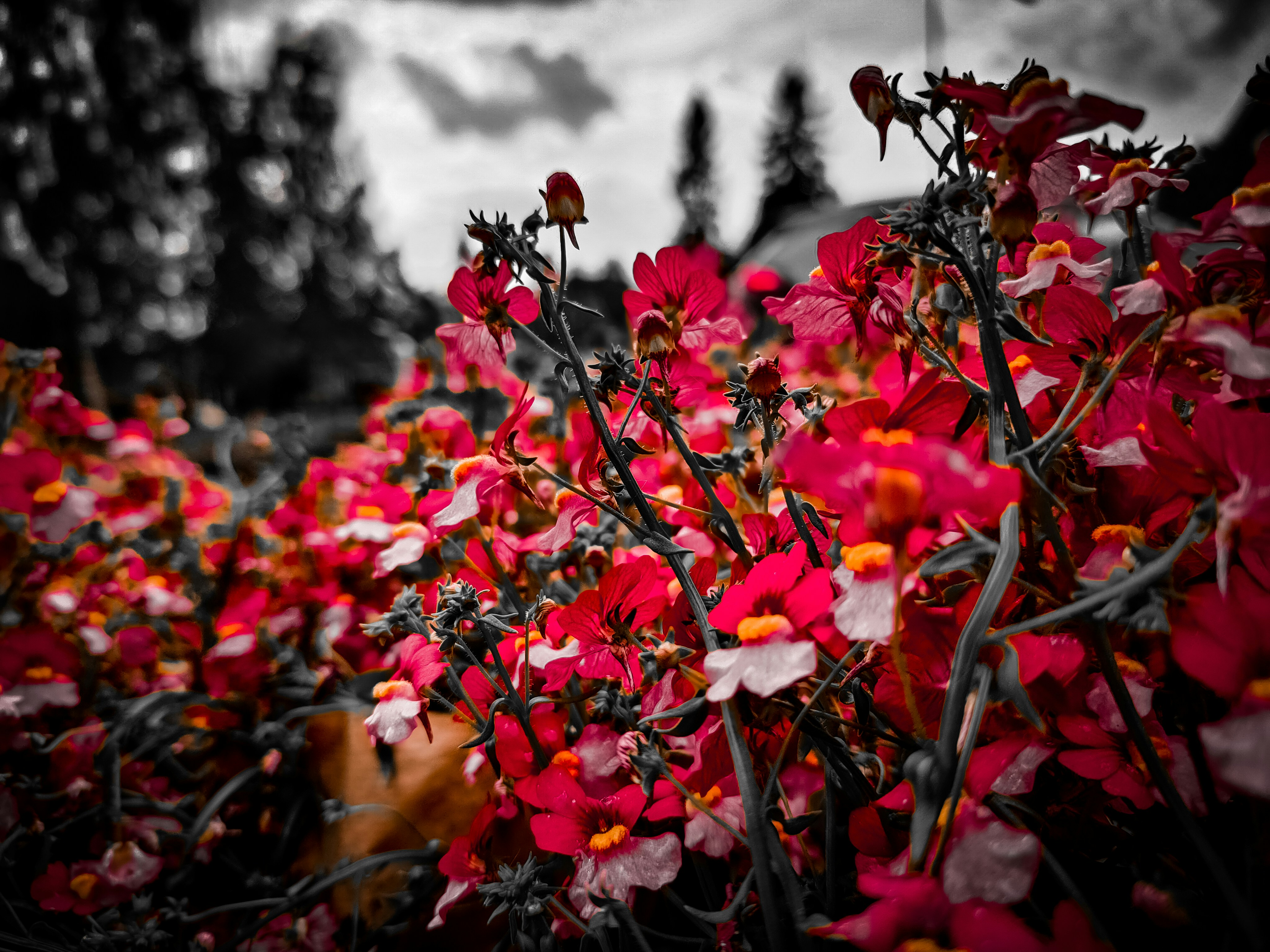 A black and white photo of red flowers photo – Free Flowers Image on  Unsplash, image size:3000x2250