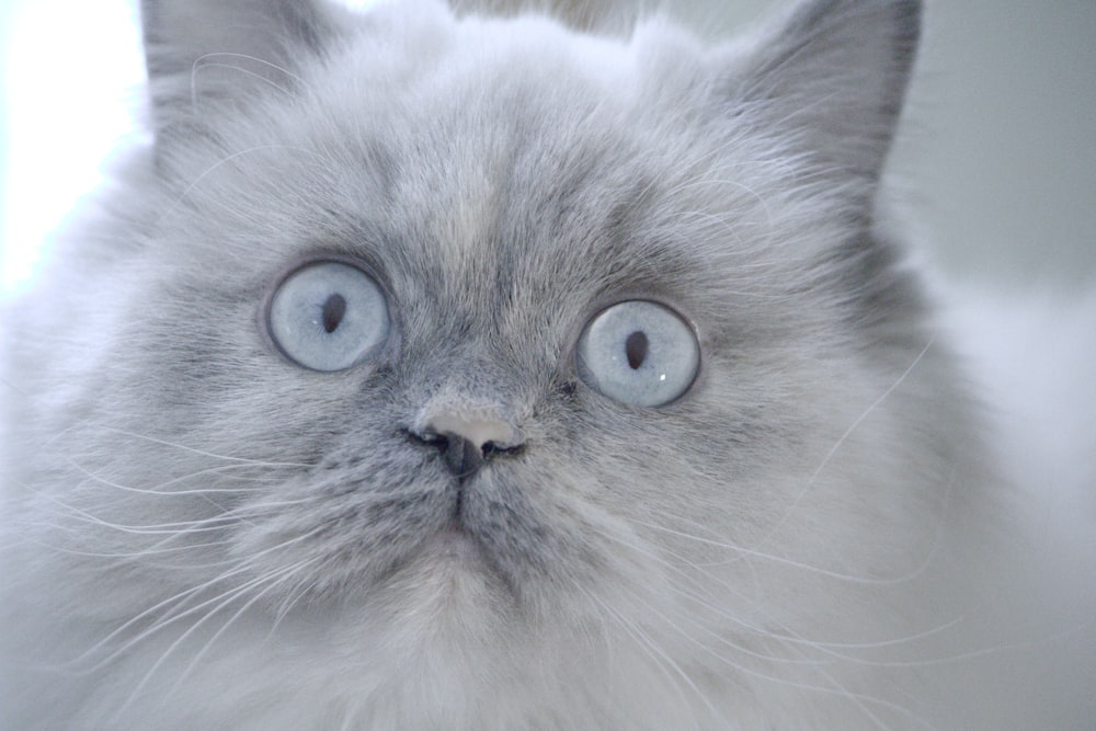 a close up of a cat with blue eyes