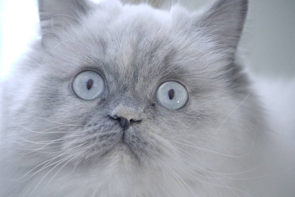 Un primer plano de un gato con ojos azules