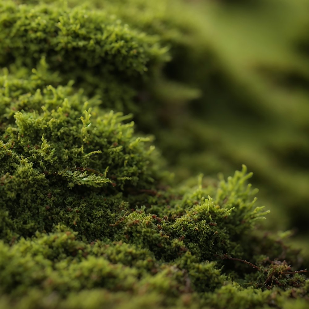 a close up of a green mossy surface