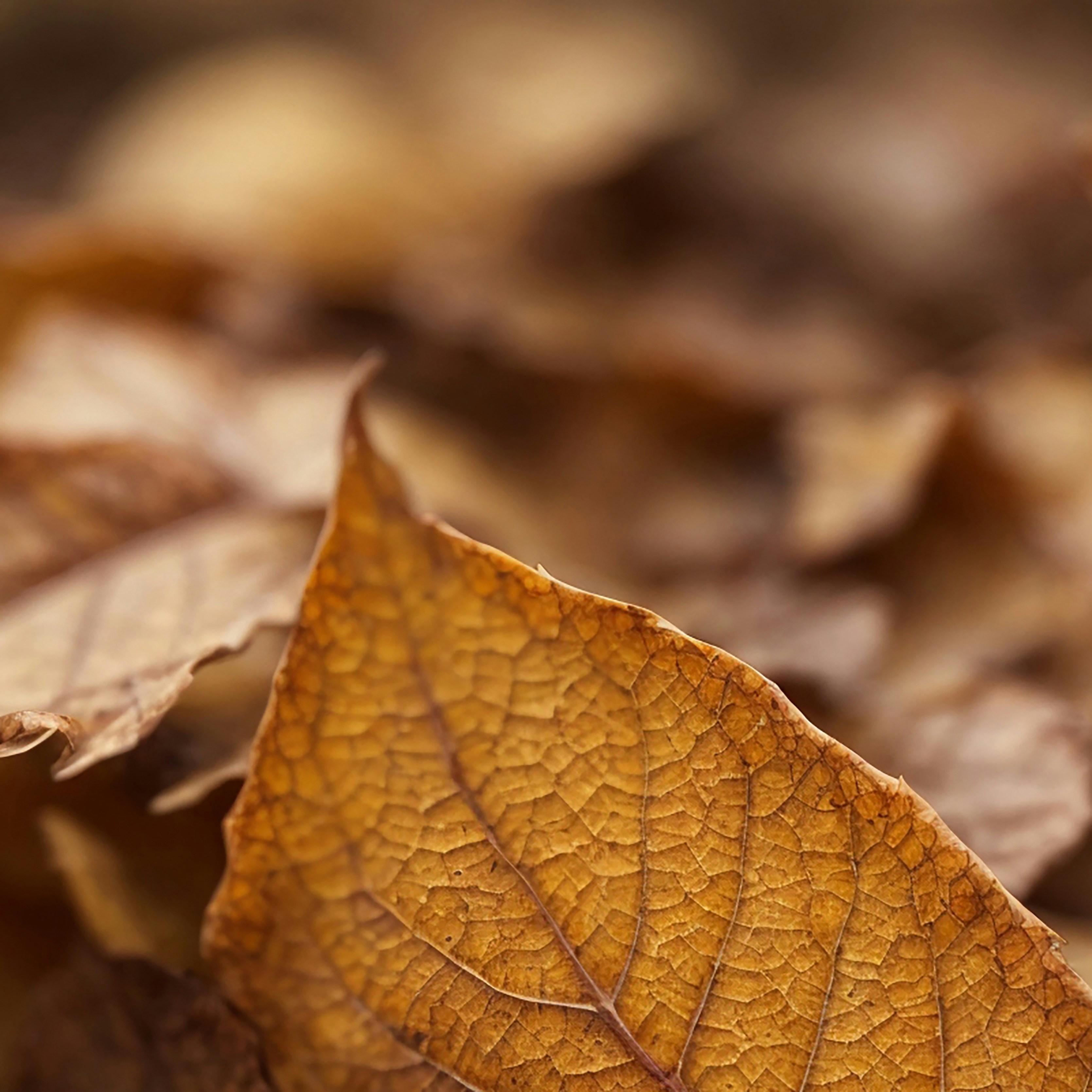 Photo by lemahijo_pg