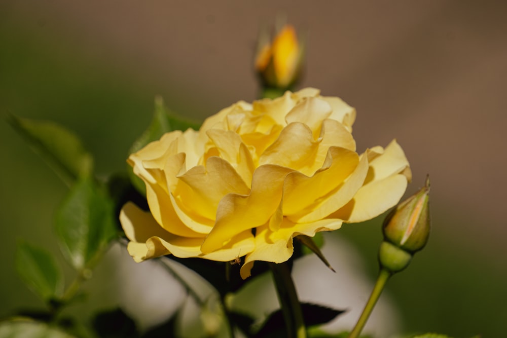 a close up of a yellow rose with green leaves