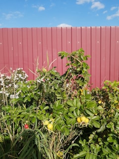 A gardener pruning a healthy rose bush with care in an Australian backyard