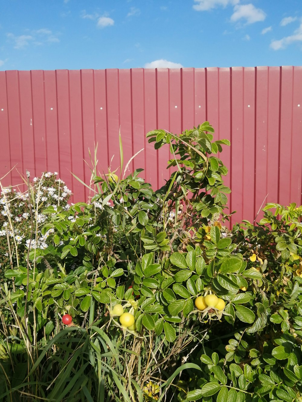 a bush with lots of green leaves next to a red fence