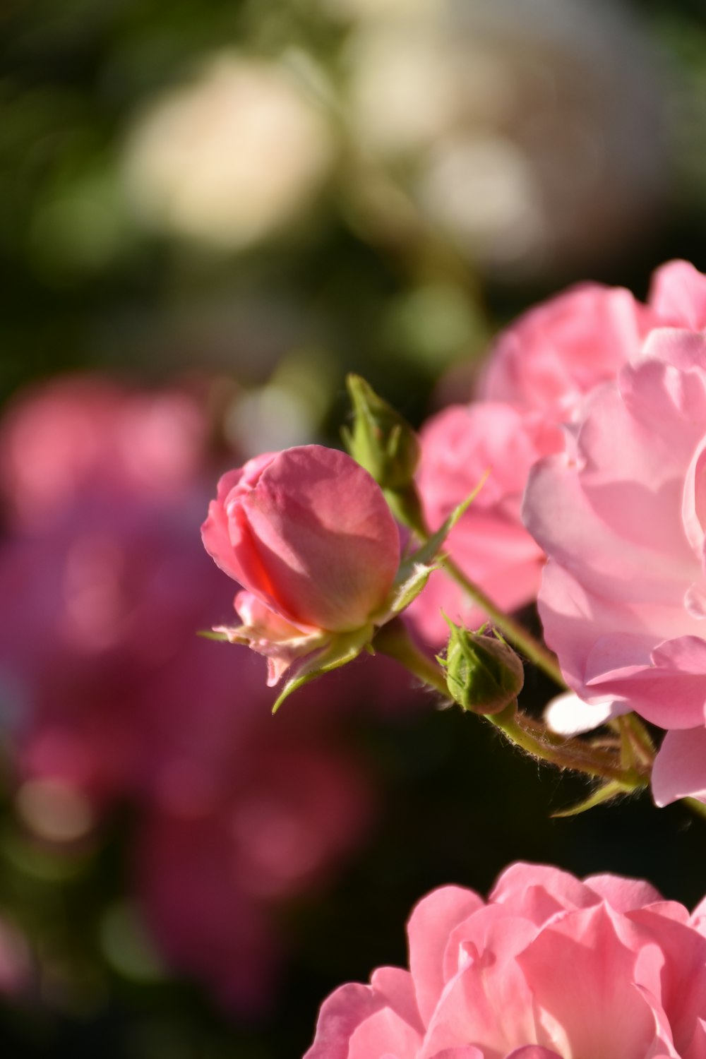 a close up of pink flowers with a blurry background