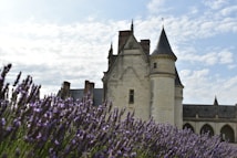 A historic stone castle with conical turrets stands prominently in the background, surrounded by fields of blooming lavender. The clear sky above is dotted with a few white clouds, enhancing the serene atmosphere of the landscape.
