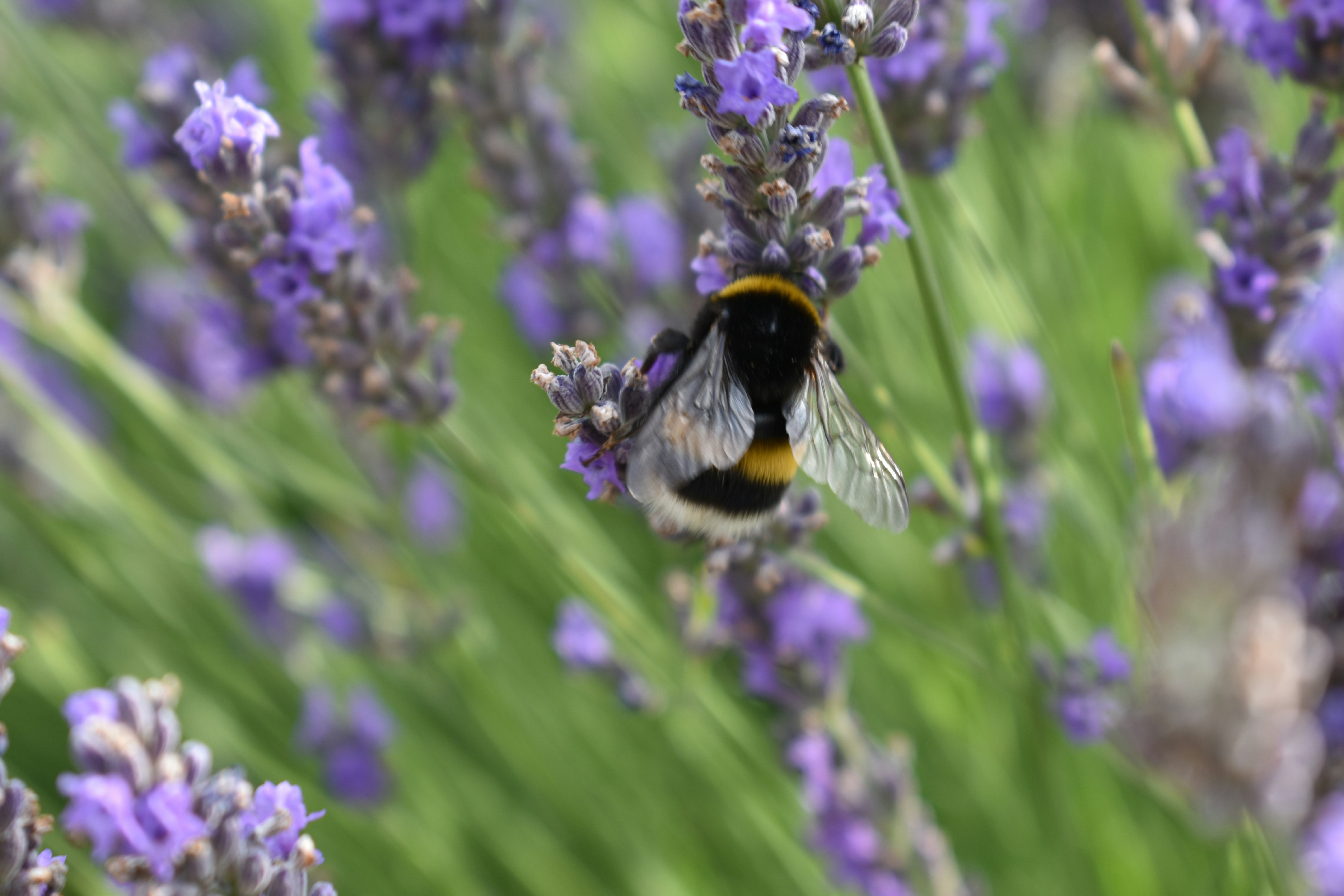 Photo by fatapedigital