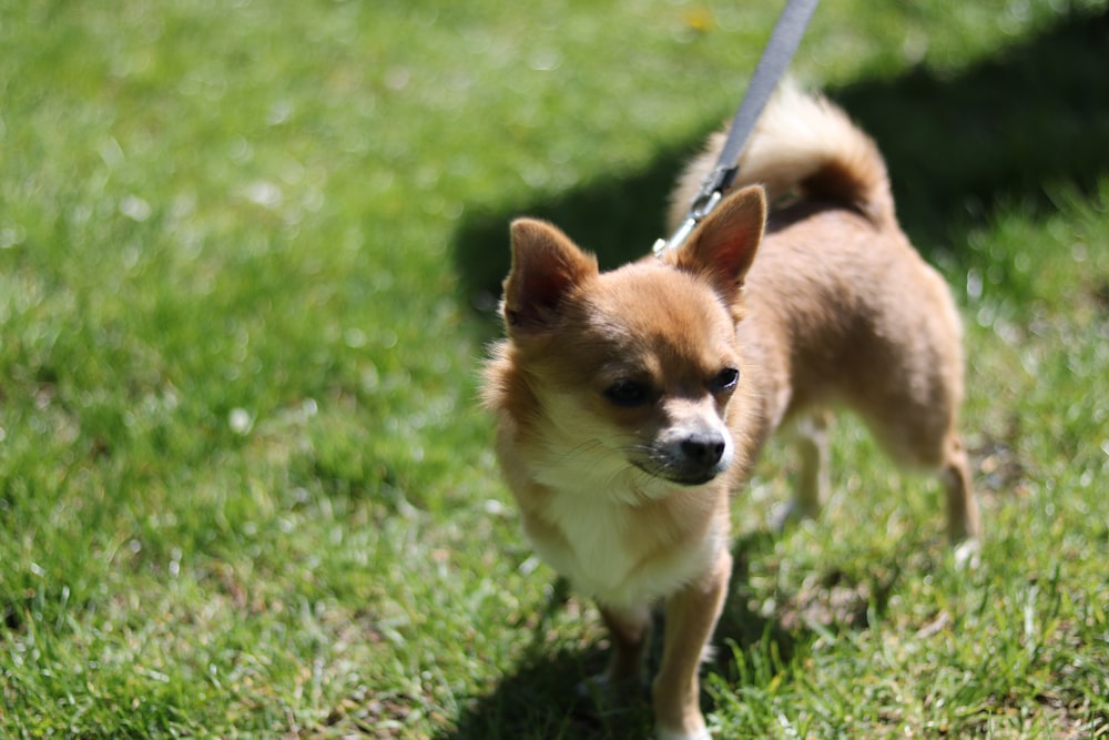 a small brown dog standing on top of a lush green field