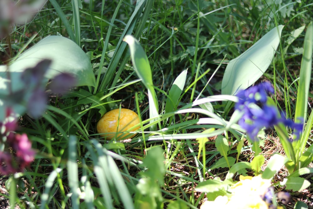 an orange sitting in the grass next to flowers