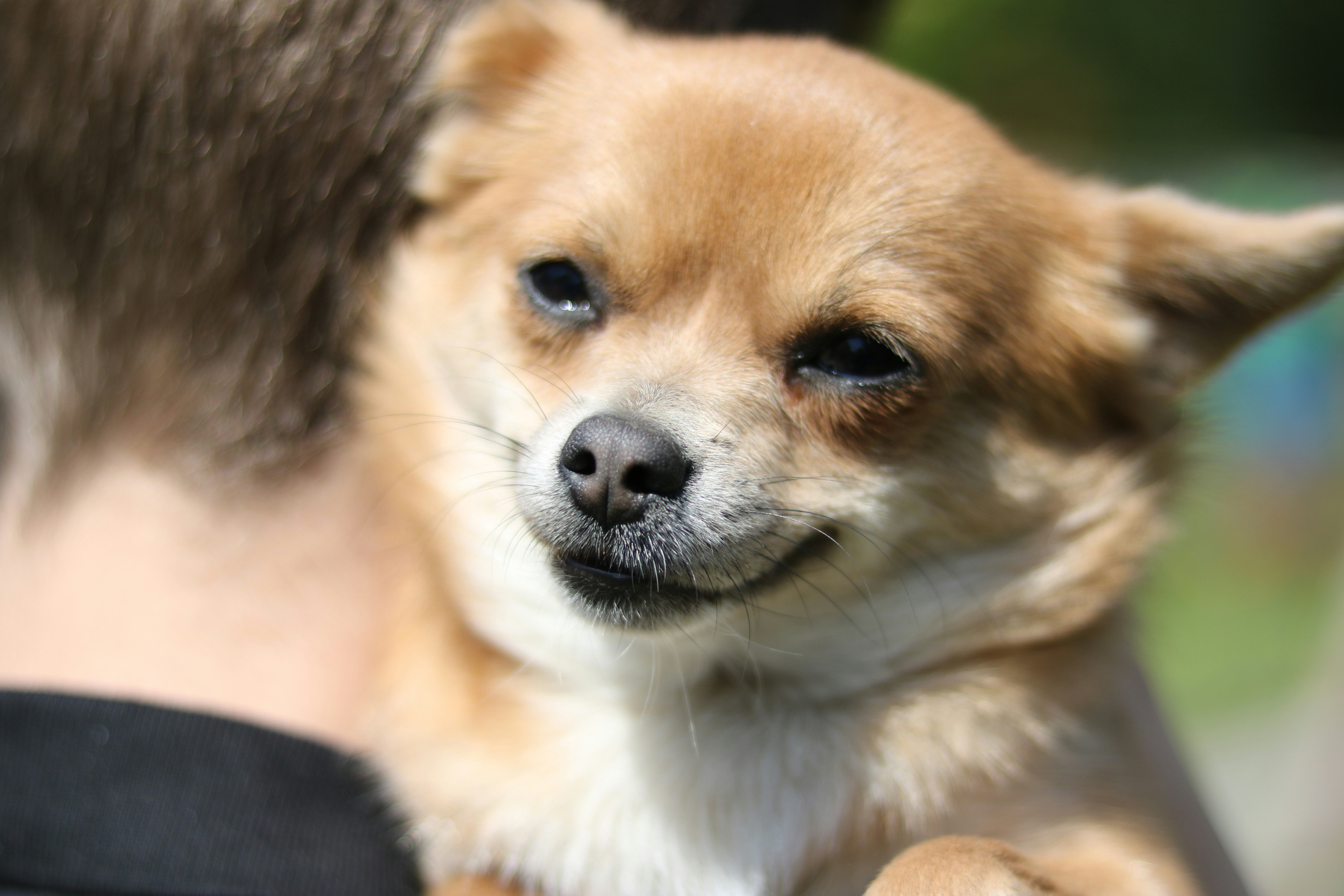 um pequeno cão marrom sentado em cima do braço de uma pessoa