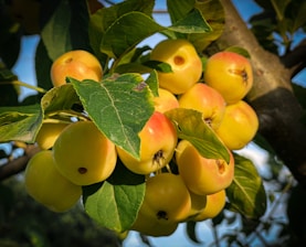 A close-up of apple trees with ripe fruit ready for harvest under a clear blue sky.