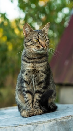 A tabby cat with a striped coat sits attentively on a stone surface. Its ears are pointed, and the cat appears to be focused on something off-camera. The background features blurred greenery and part of a roof, suggesting an outdoor setting.