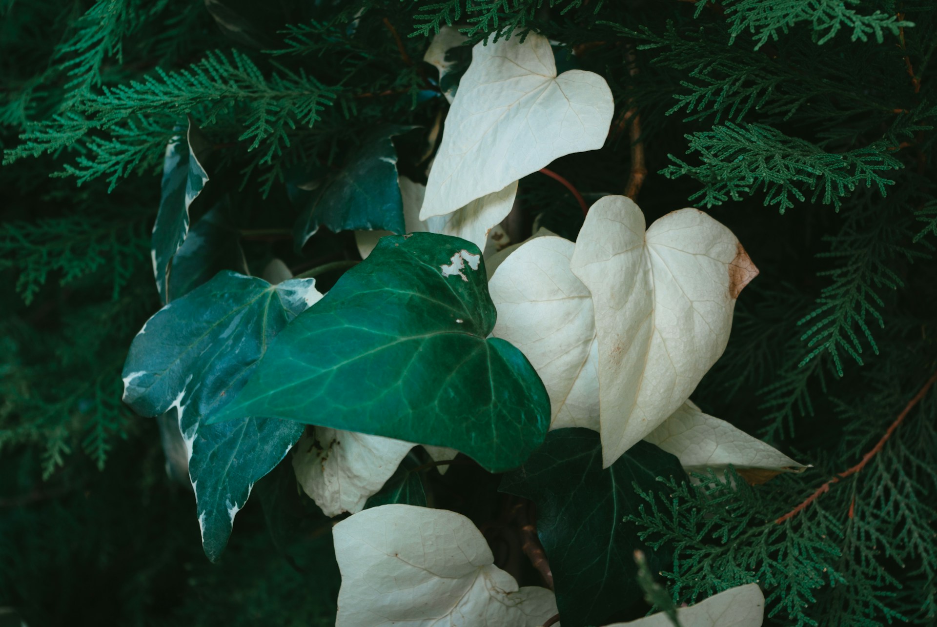 a close up of a white flower on a tree