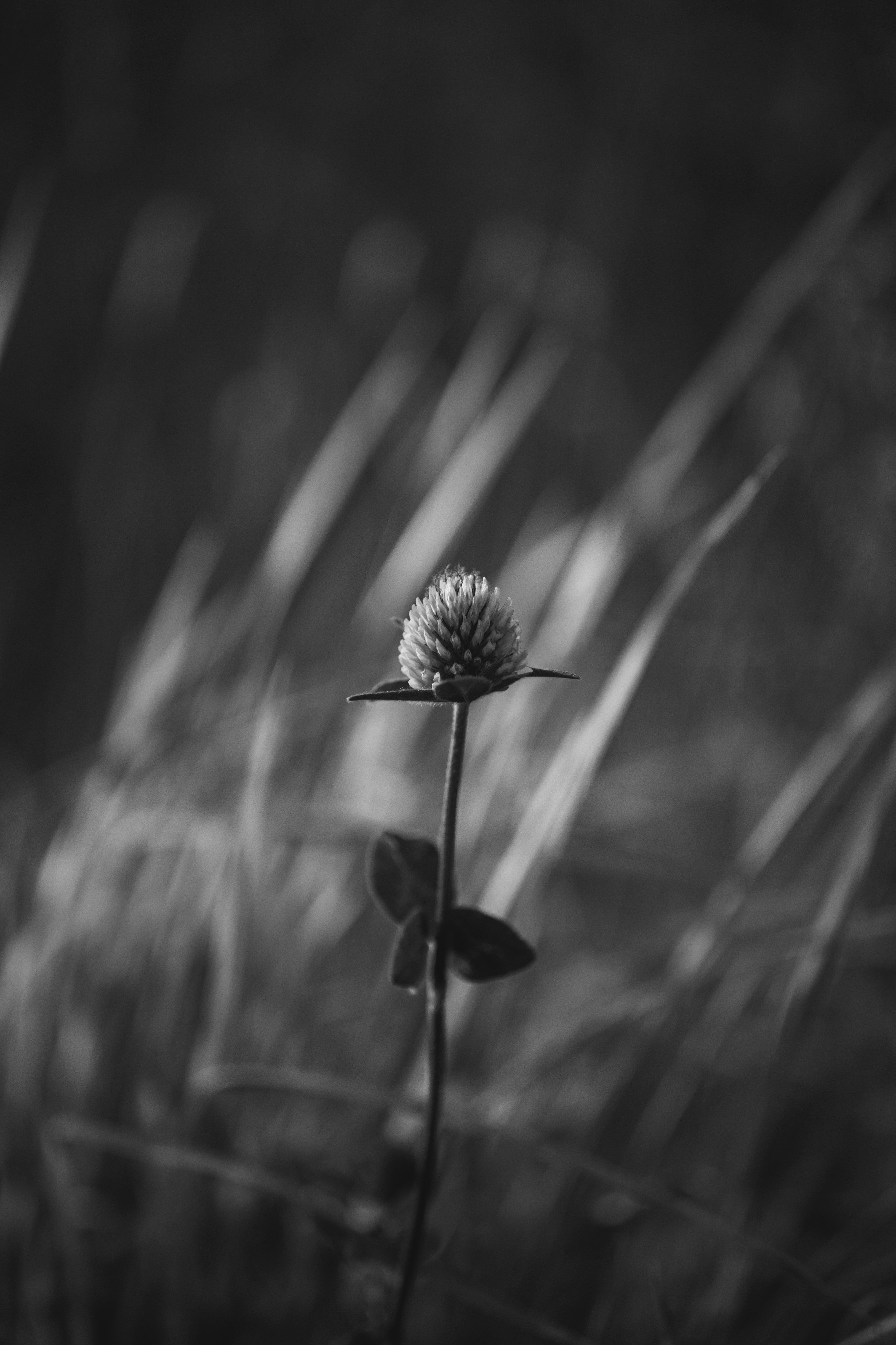 Photo by robertarnar