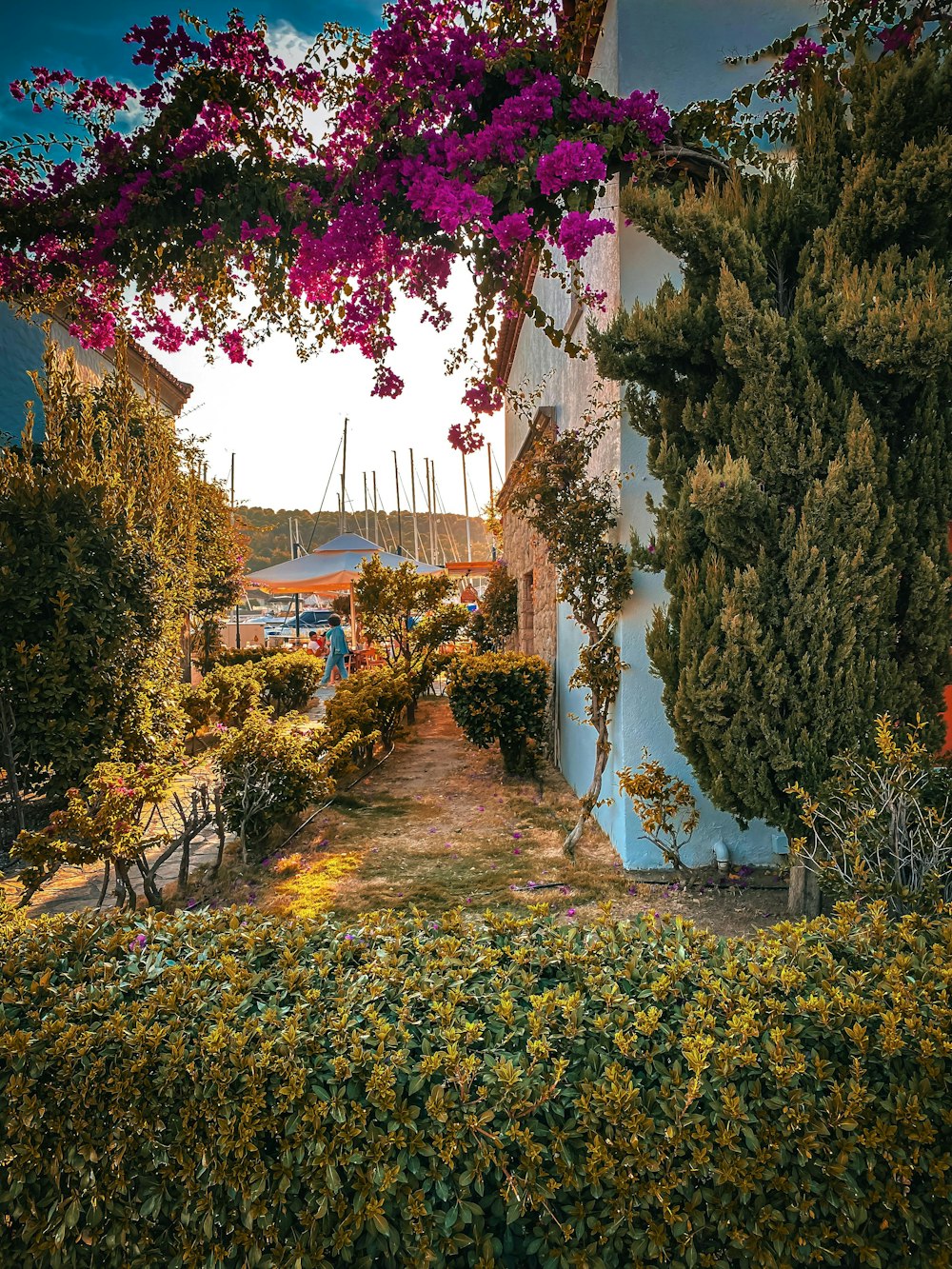 a blue building with a pink flowered tree in front of it