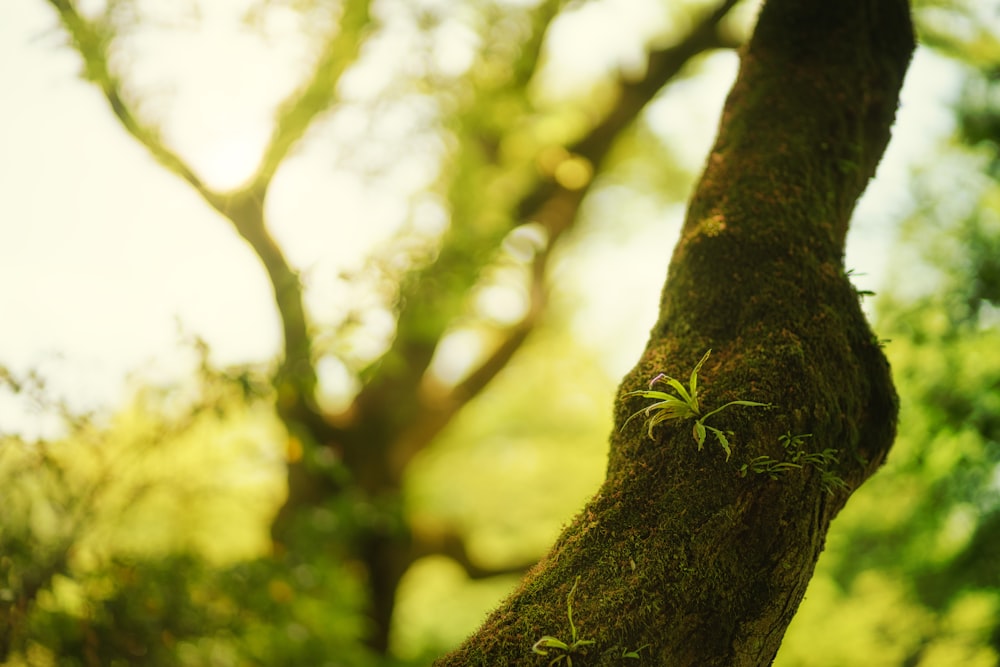 Un primer plano de un árbol con musgo creciendo en él