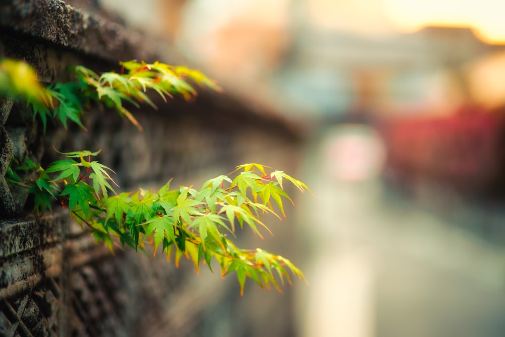 a close up of a plant growing on a wall