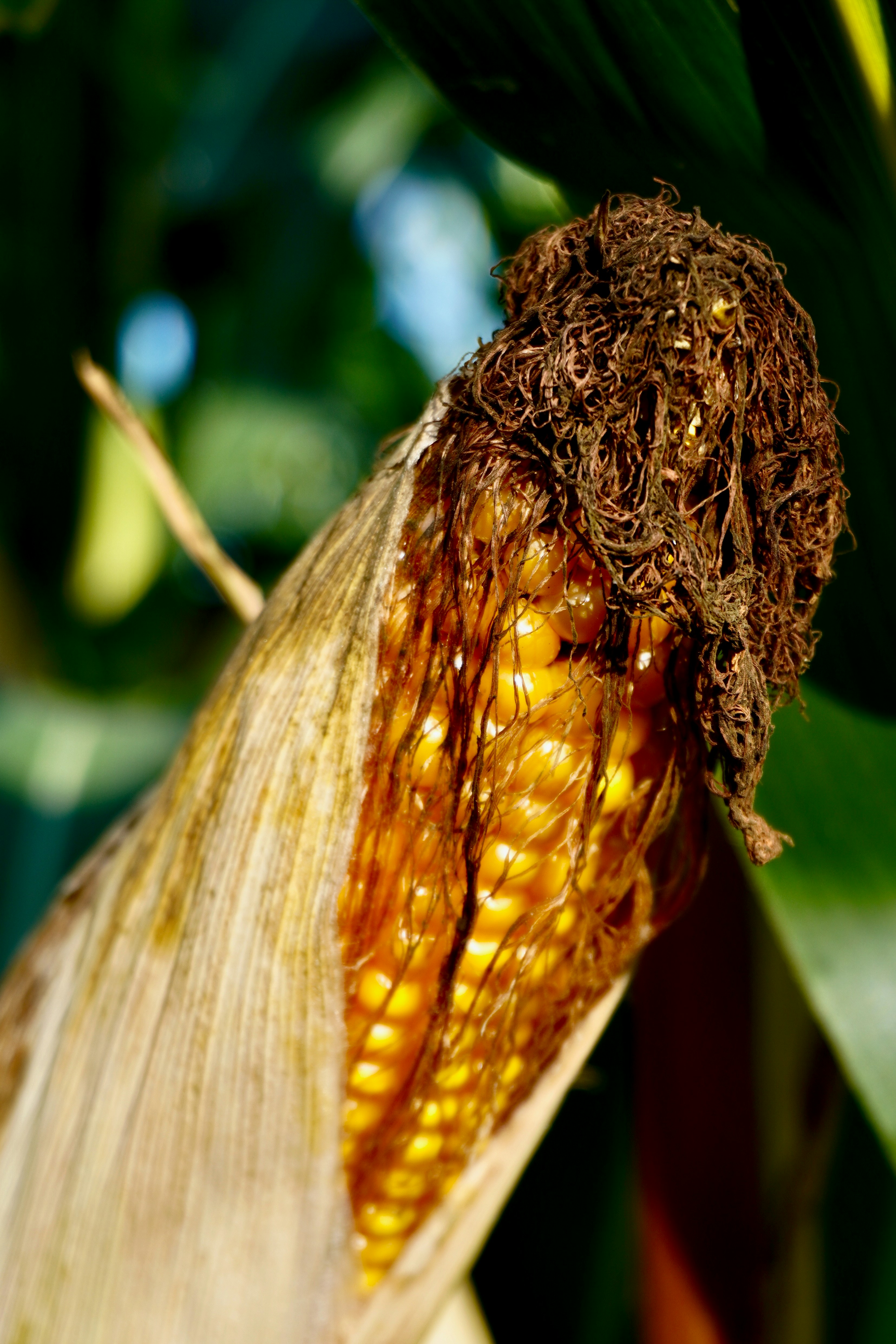 Semente de Milho Premium